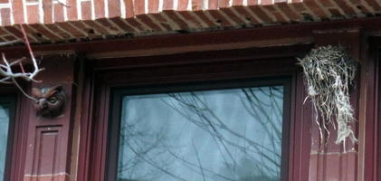 Window frame; carved owl at left and  bird’s nest on right
