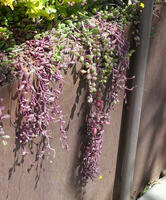 Plant with purple and green grape-like projections