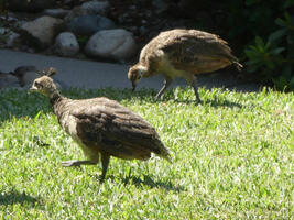 Two young peacock chicks