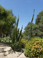 Tall cacti (approx 3 meters)