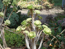 All-green flowers that look like artichoke halves