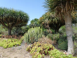 A small stand of cactus among trees