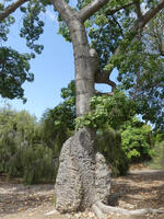 Tree trunk with very wide base