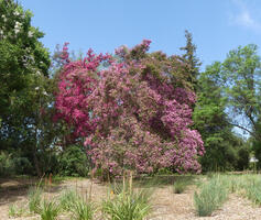 Tree with red and pink foliage