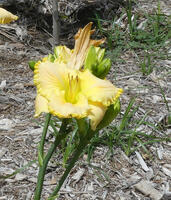 Yellow flower