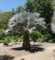 Tree with long leaves that appear to be gray or silver colored