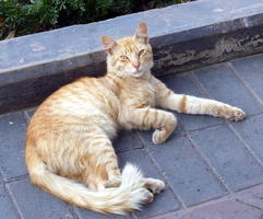 peach and white feral cat lying on side