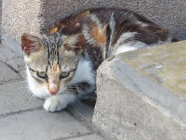 calico cat at rest