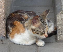 sleeping calico cat