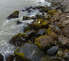 Moss-covered rocks