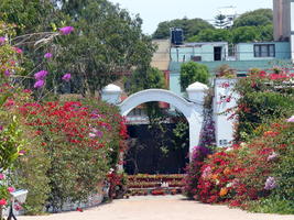 Flowers in courtyard