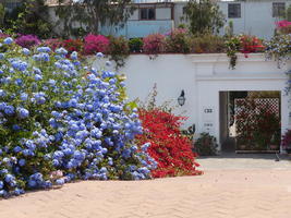 Blue and red flowers