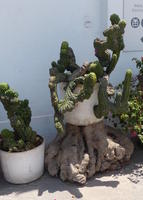 wrinkly cacti