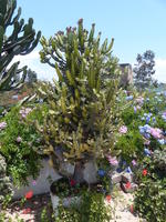 tall cacti