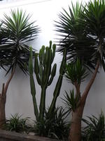 Large cacti in courtyard of museum
