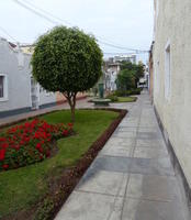 Courtyard with tree and red flowers