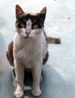 Old calico cat