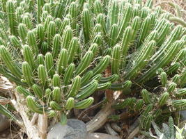 Cacti