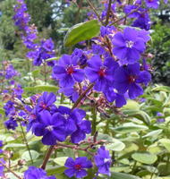 blue flowers