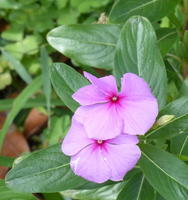 Purple flowers