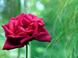 closeup of red rose