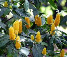 Closed yellow blooms
