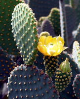 Yellow cactus bloom