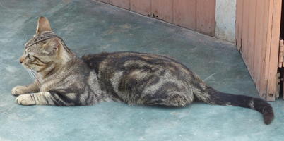 Resting tabby cat