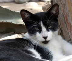 Tuxedo cat with black “beard” staring at camera