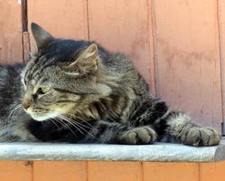 Long-haired tabby looking away from camera