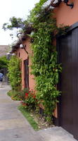Vegetation climbing walls of house