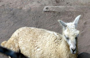 Resting llama
