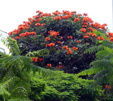 Tree with orange blooms