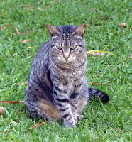 gray tabby looking head-on at camera