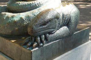 Closeup of iguana
