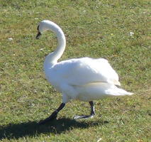 Swan on grass