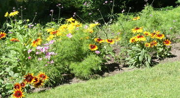 Flowers with yellow fringe and red center