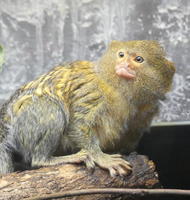 Marmoset with yellowish fur