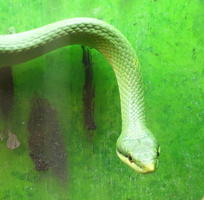 Head of green rhino snake