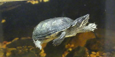 Turtle swimming underwater
