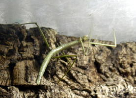 Green stick insect