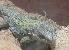 Head of green gecko with small blue spots