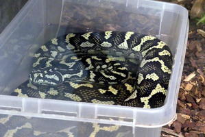 Black and white spotted snake curled up in bucket of water