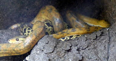 Yellow snake