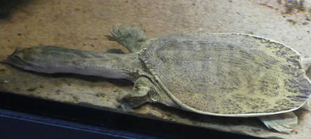 Turtle with extremely long neck extended