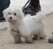Small furry white dog with black nose