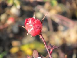 closeup of red flower with spiky petals