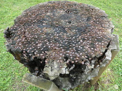 tree stump