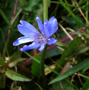 blue flower
