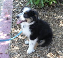 Collie pup